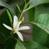 The difference between white magnolia and white orchid