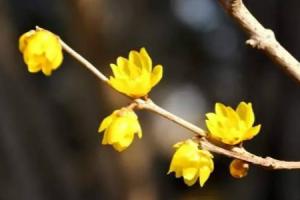 The difference between Chimonanthus praecox and Chimonanthus praecox