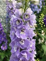 Breeding methods and precautions of Delphinium