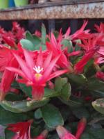 What are the varieties of false Epiphyllum