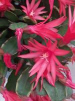 Cultivation methods and precautions of pseudoepiphyllum