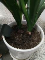 What flower pot is good for breeding Clivia