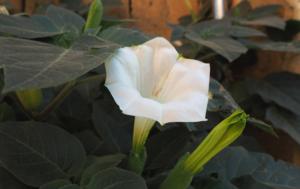 Common varieties of Datura