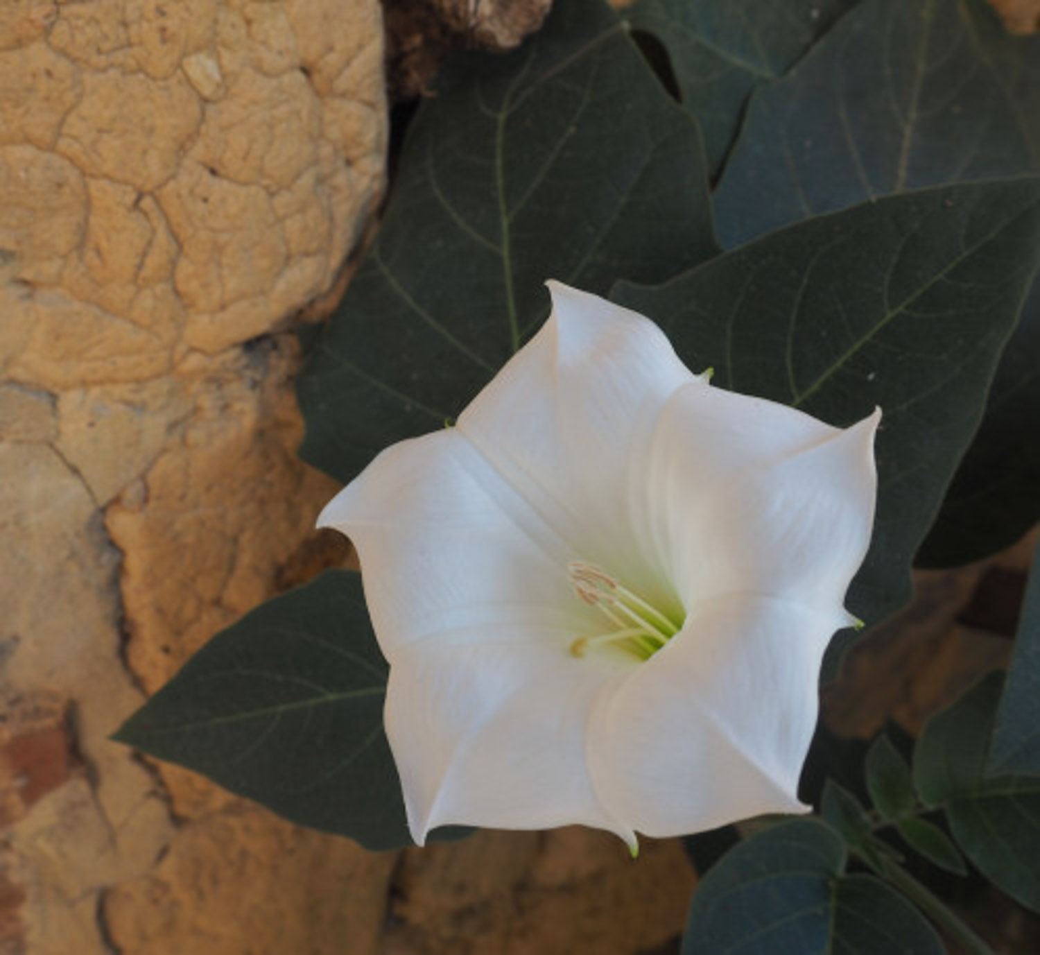 datura