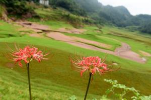 What colors are the other shore flowers