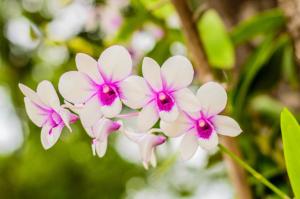 How should the Phalaenopsis bought home be raised during the Chinese new year