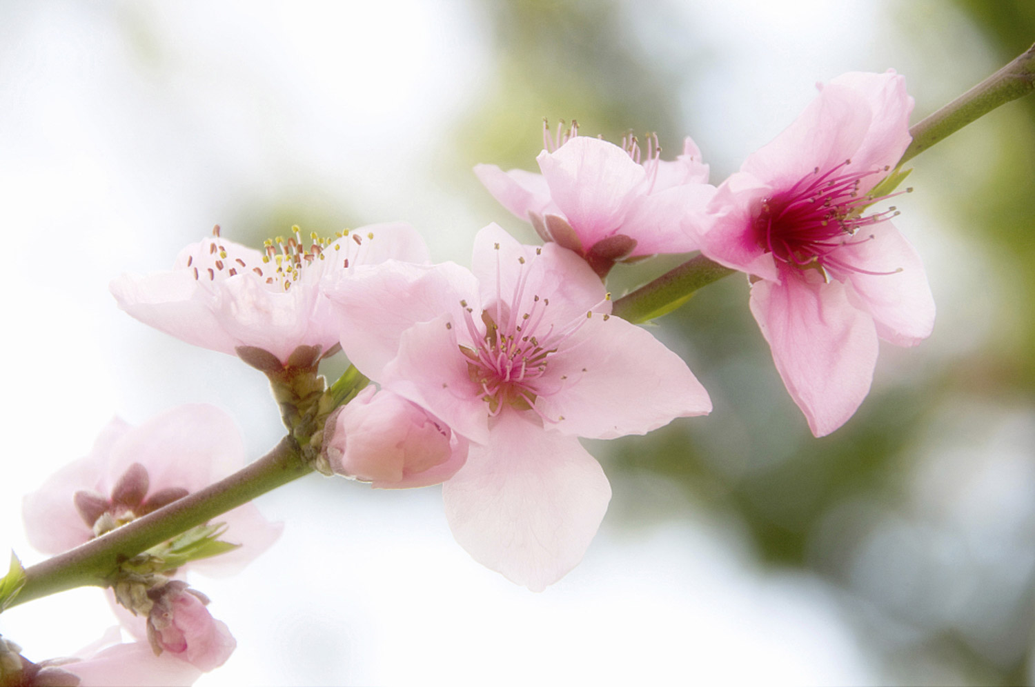 Peach blossom