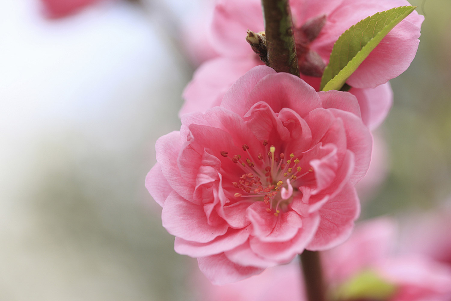 Peach blossom