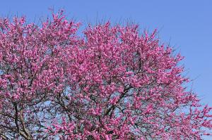 Complete collection of peach blossom varieties