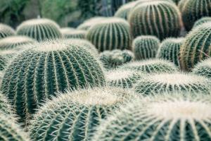 The most common flowering variety of cactus