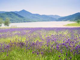 A complete collection of lavender varieties