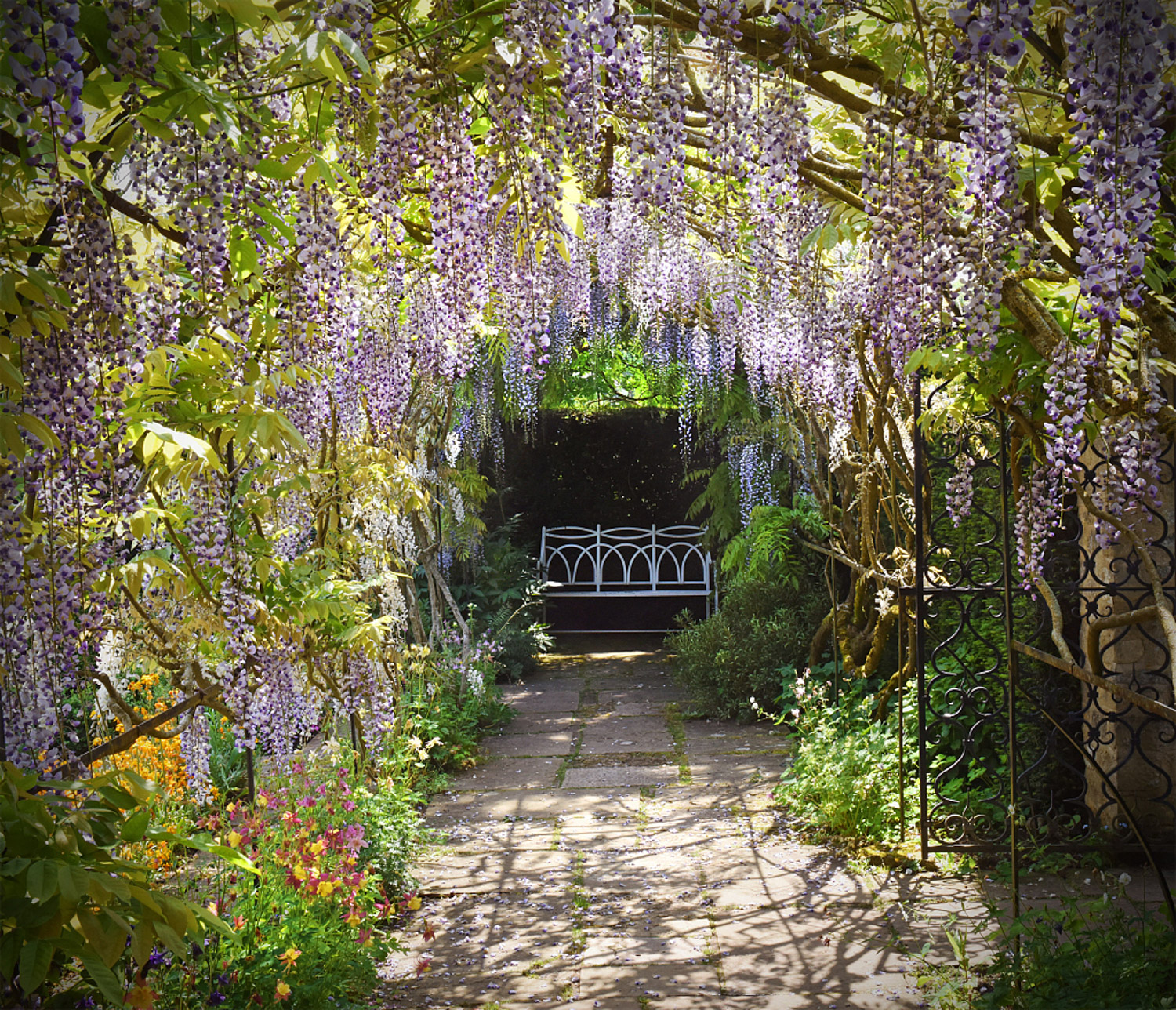 Wisteria