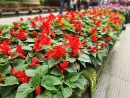 A common variety of scarlet