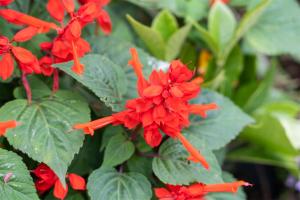 A bunch of red flowers