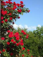 What should we pay attention to when breeding rattan rose on the balcony