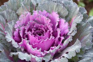Breeding methods and precautions of kale