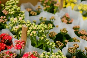 how to plant hyacinth bulbs in pots outdoors