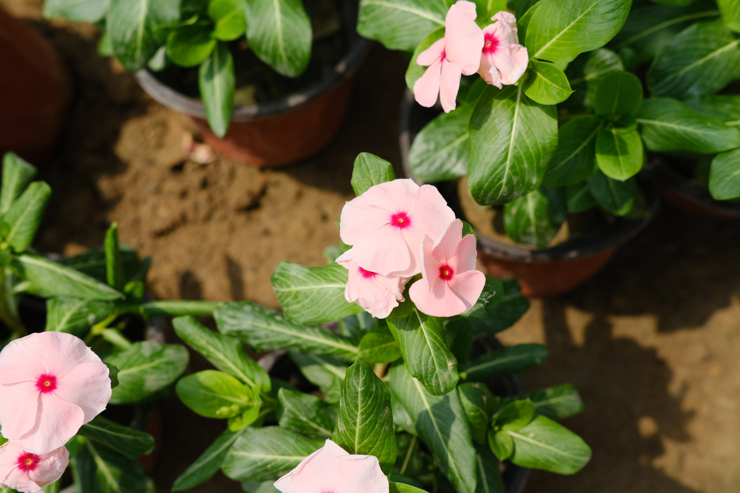 Madagascar rosy periwinkle