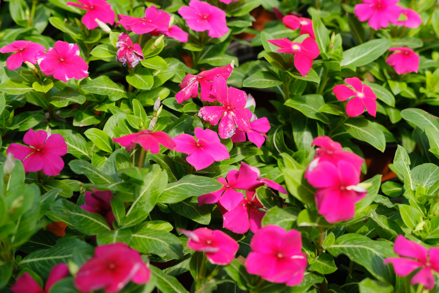 Madagascar rosy periwinkle