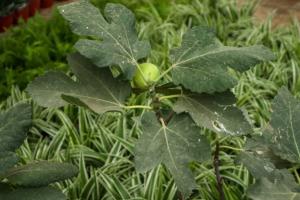 how to plant sweet olive tree