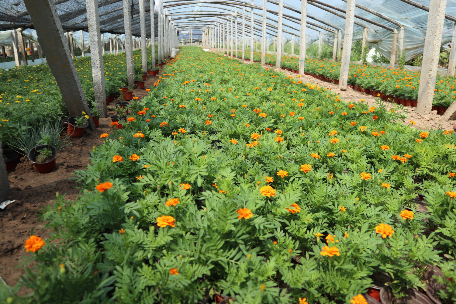 southern cone marigold