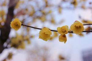 The difference between wintersweet and plum