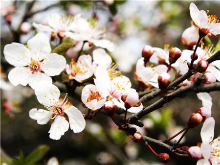 Purple leaf plum flower color