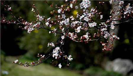 Flowering stage of purple leaf plum