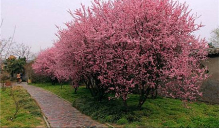 Purple leaf plum tree height