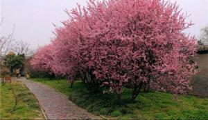 The difference between purple leaf dwarf cherry and purple leaf plum