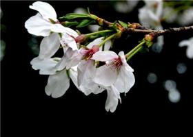 What is the difference between Japanese early cherry and late cherry