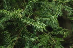 Maintenance precautions of newly purchased yew