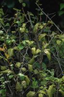 Daquan of stem attached Begonia varieties