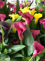 Breeding method of color Calla