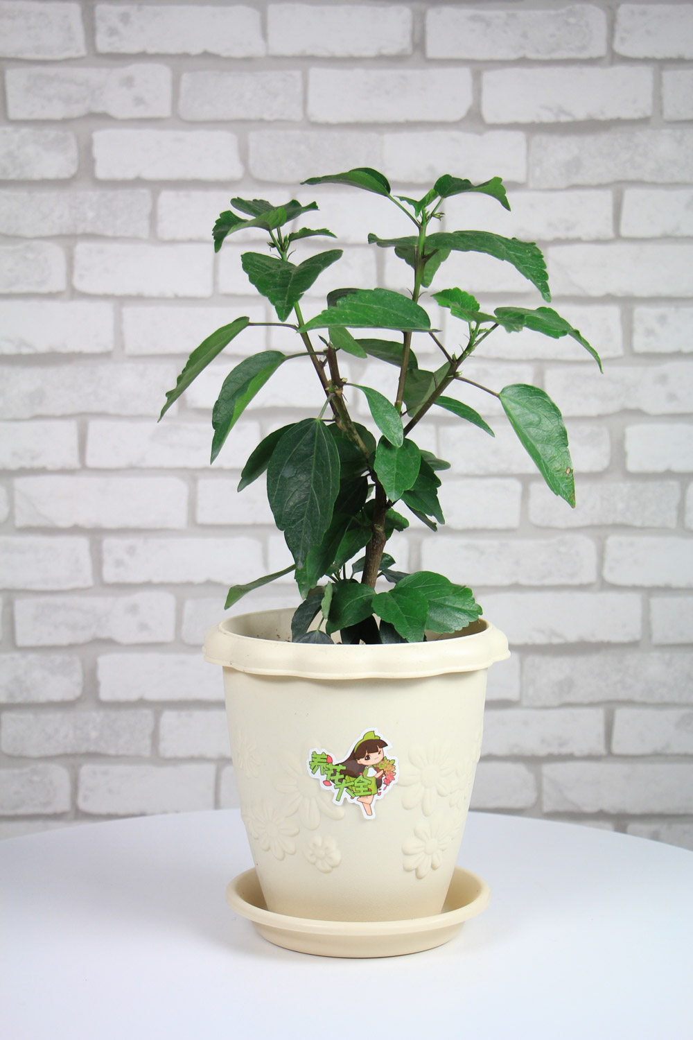 Hibiscus rosa sinensis