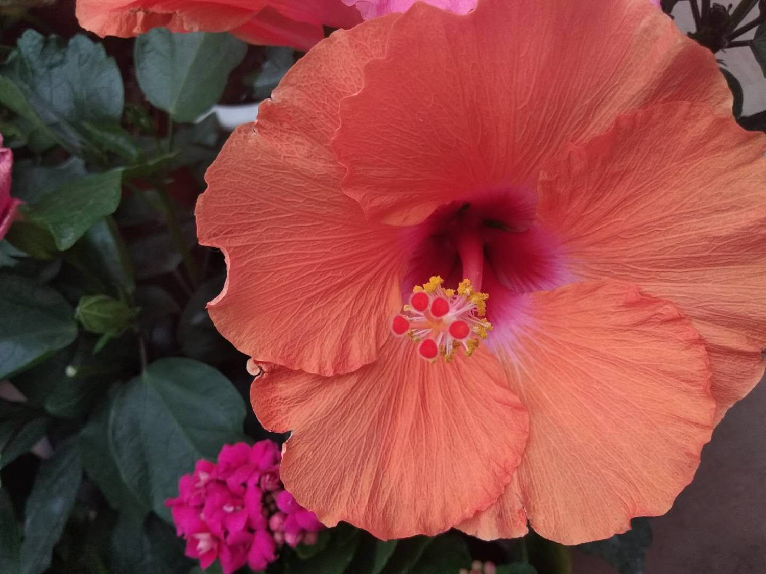 Hibiscus rosa sinensis