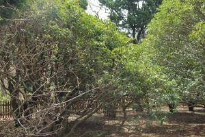 When does osmanthus blossom