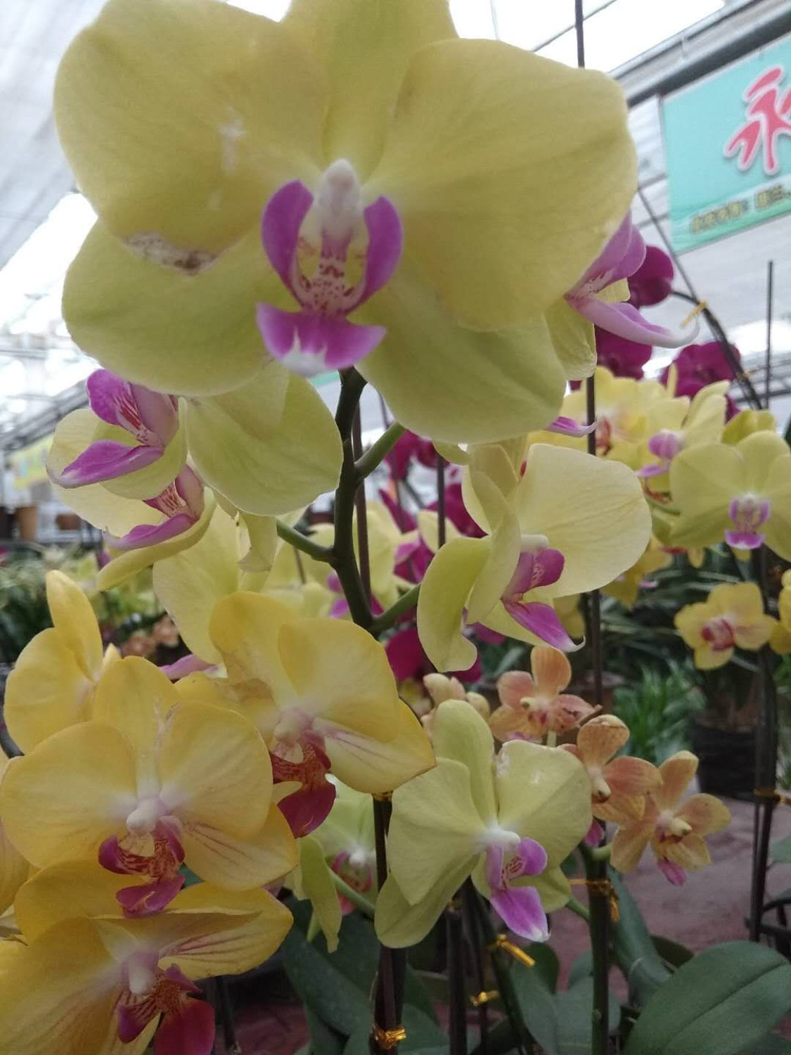 moth orchid