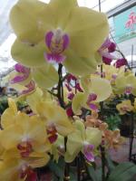 What soil is used to raise Phalaenopsis