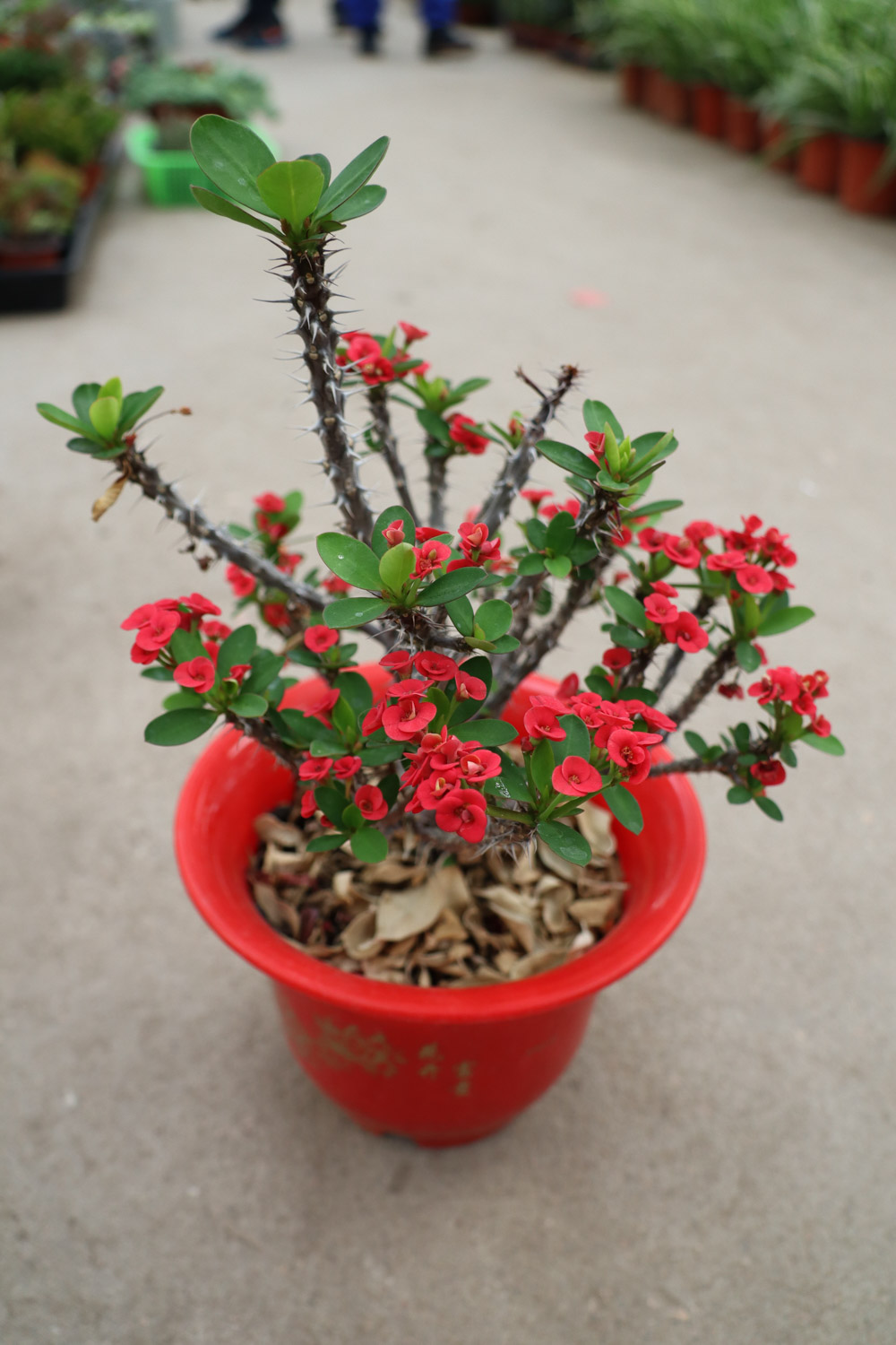 crown-of-thorns euphorbia