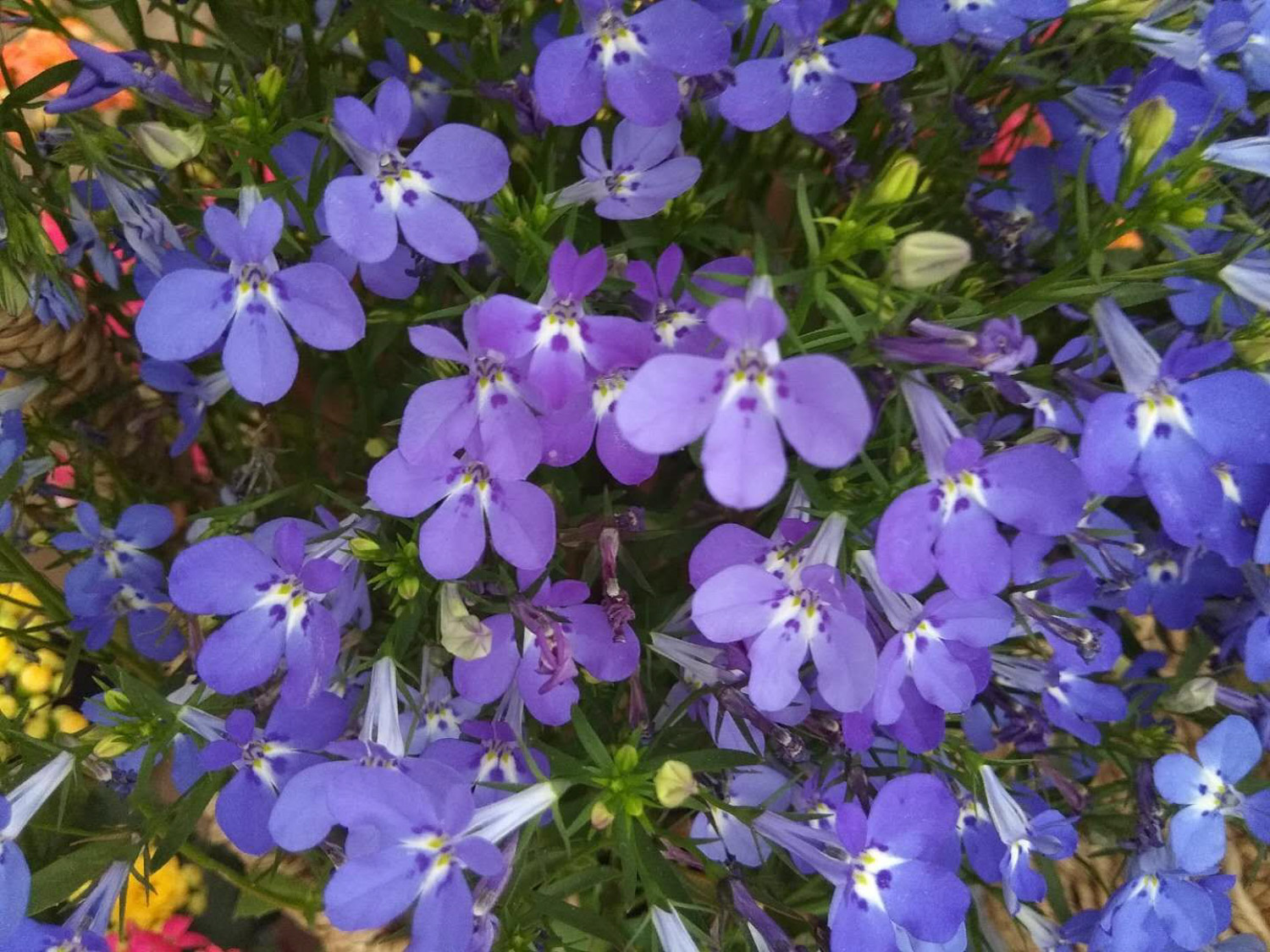 Garden Lobelia