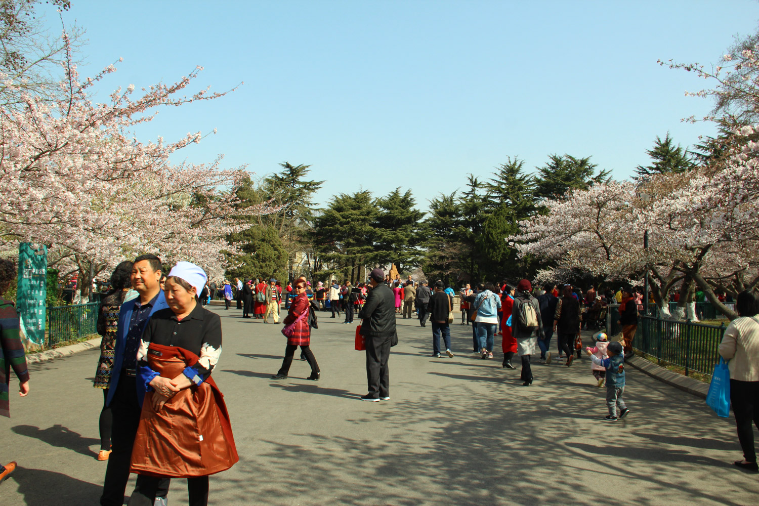 cherry blossoms