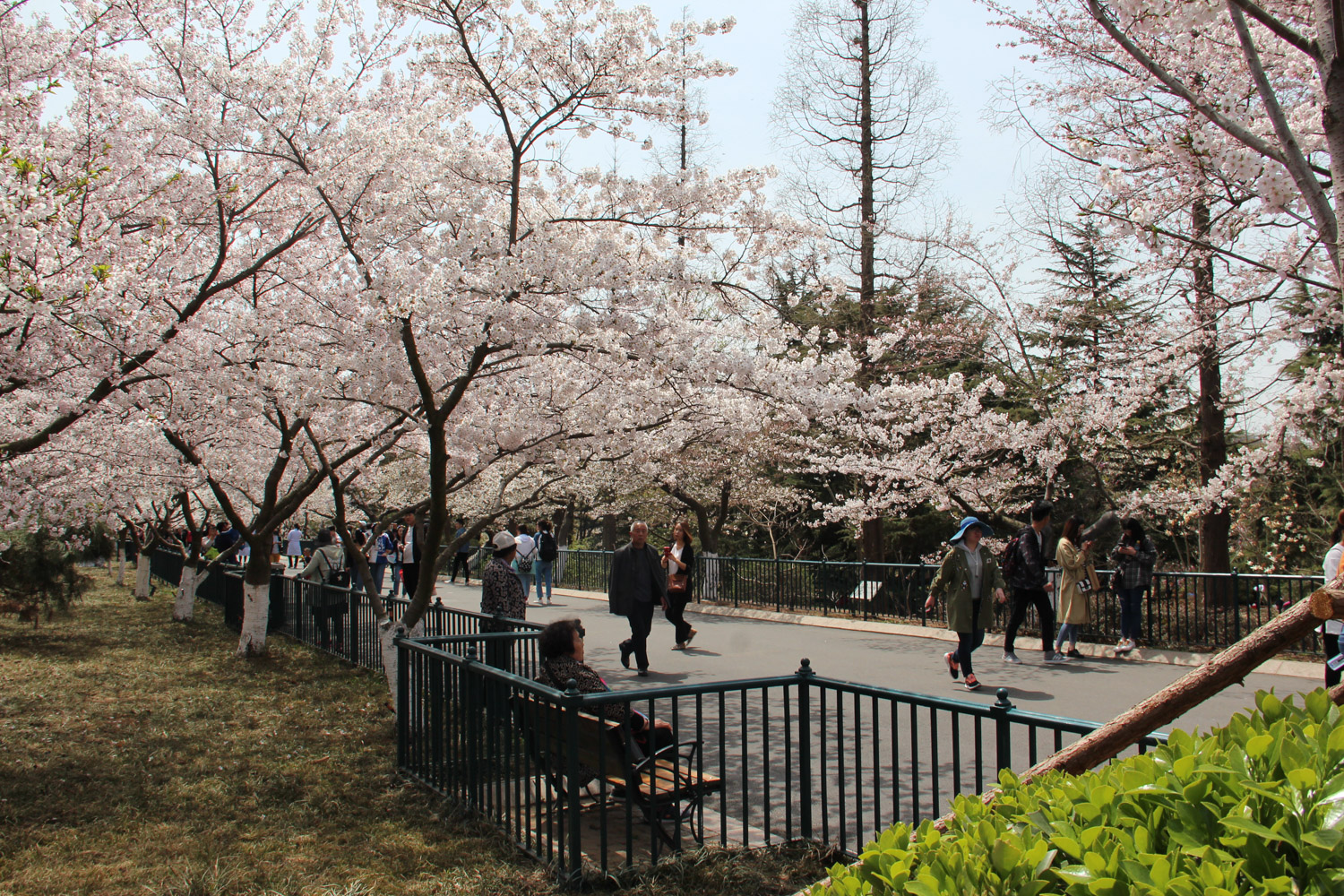 cherry blossoms