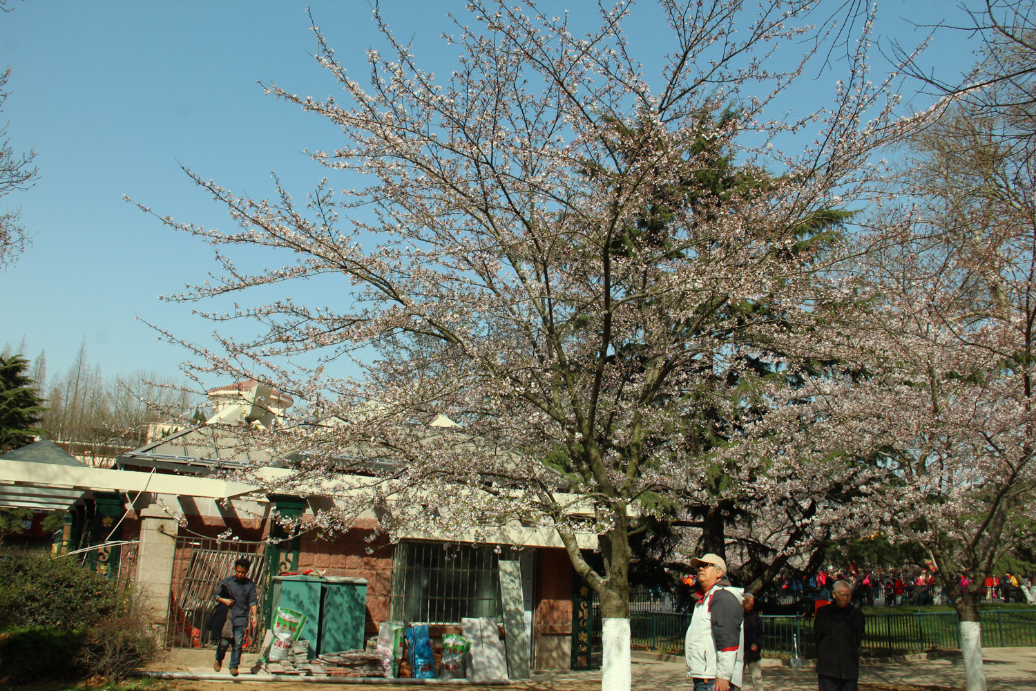 cherry blossoms