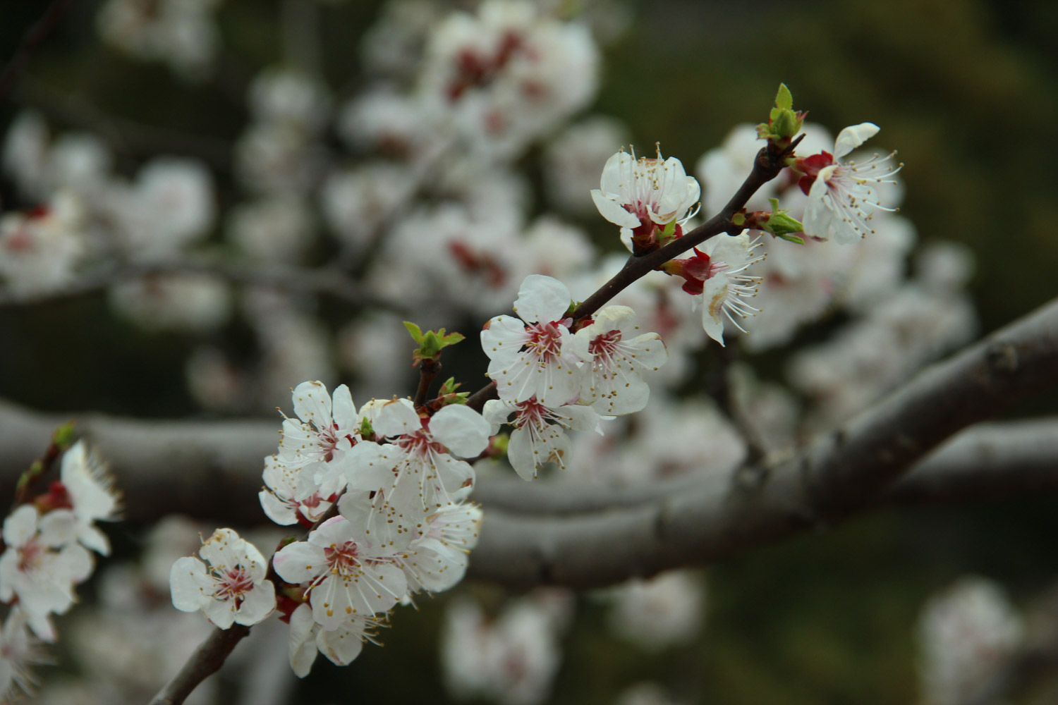 cherry blossoms