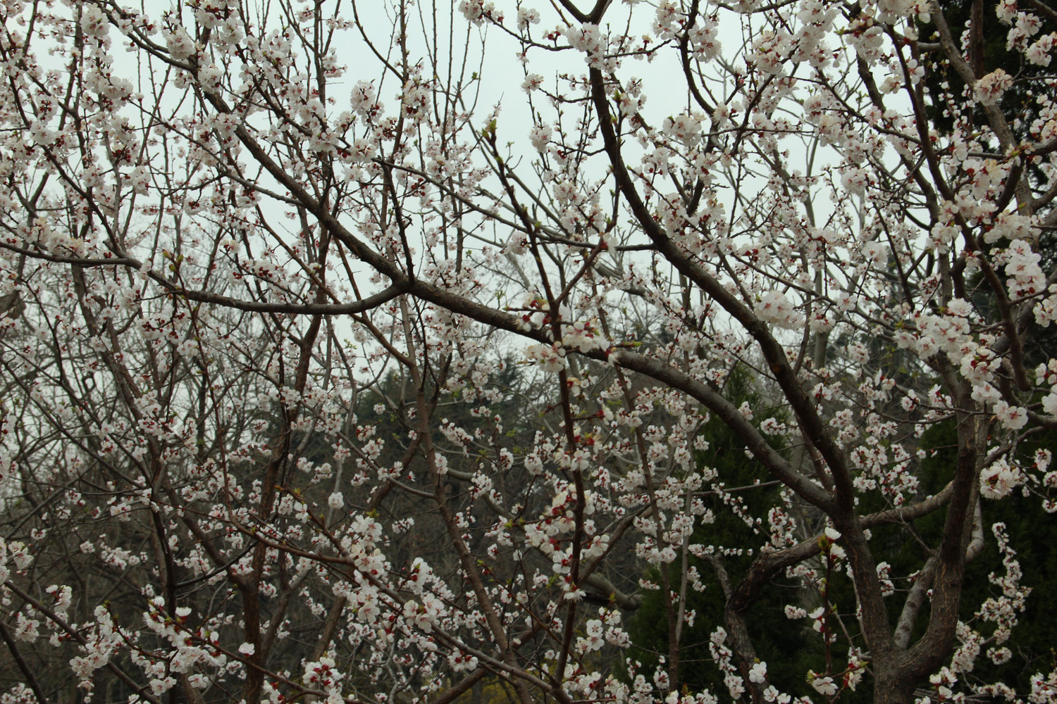 cherry blossoms