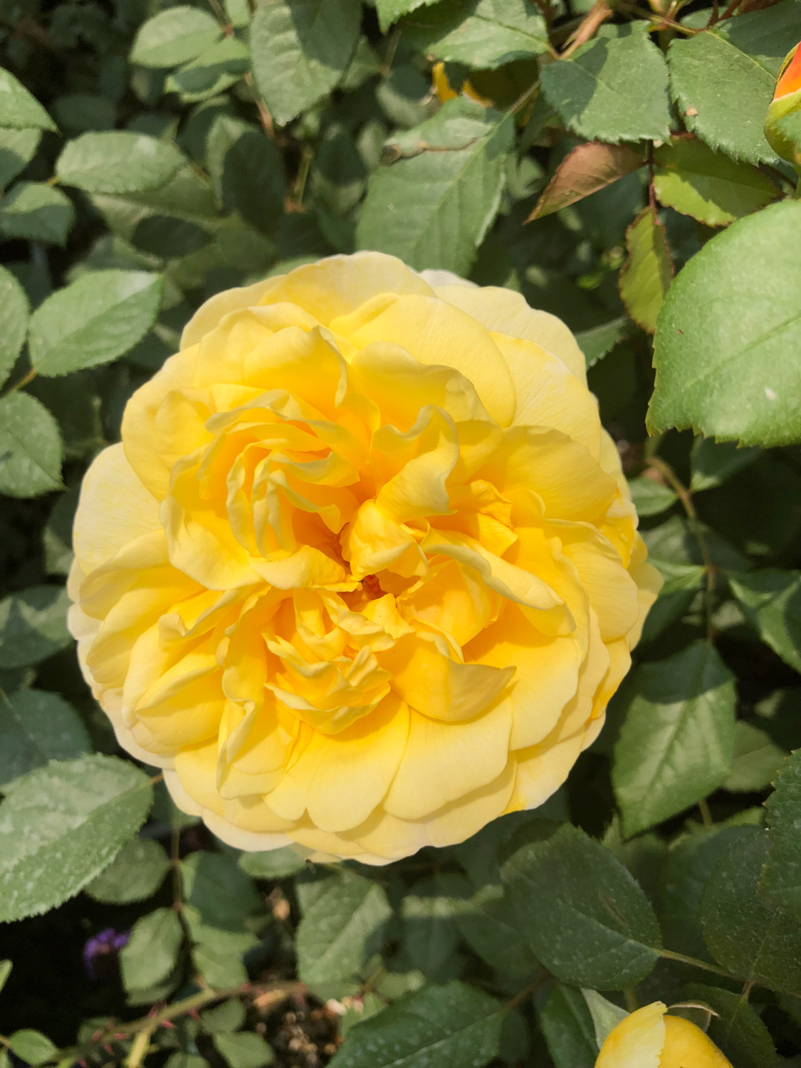 chinese rose