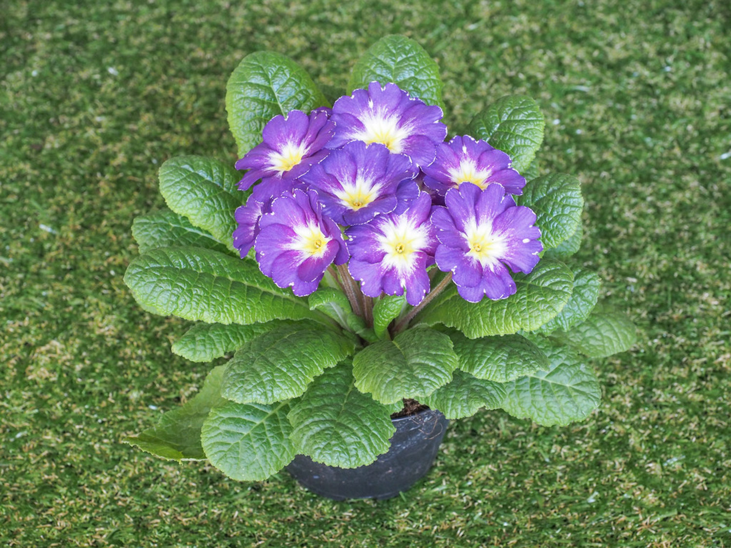 Primula