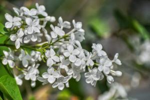 How to plant clove seeds