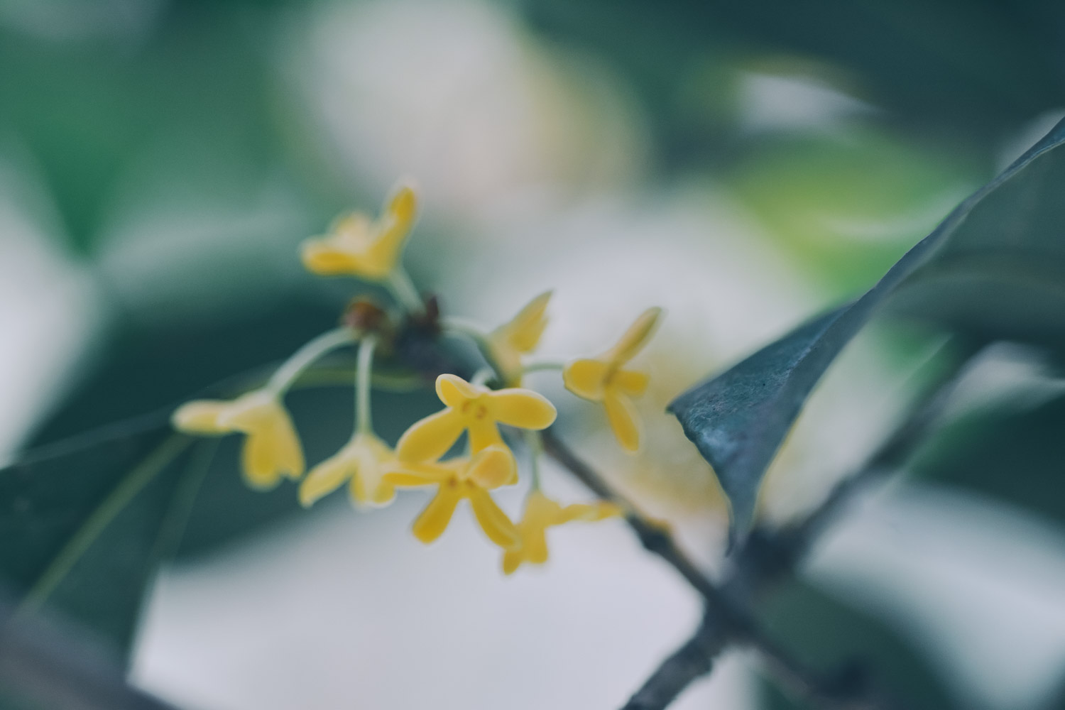 sweet-scented osmanthus